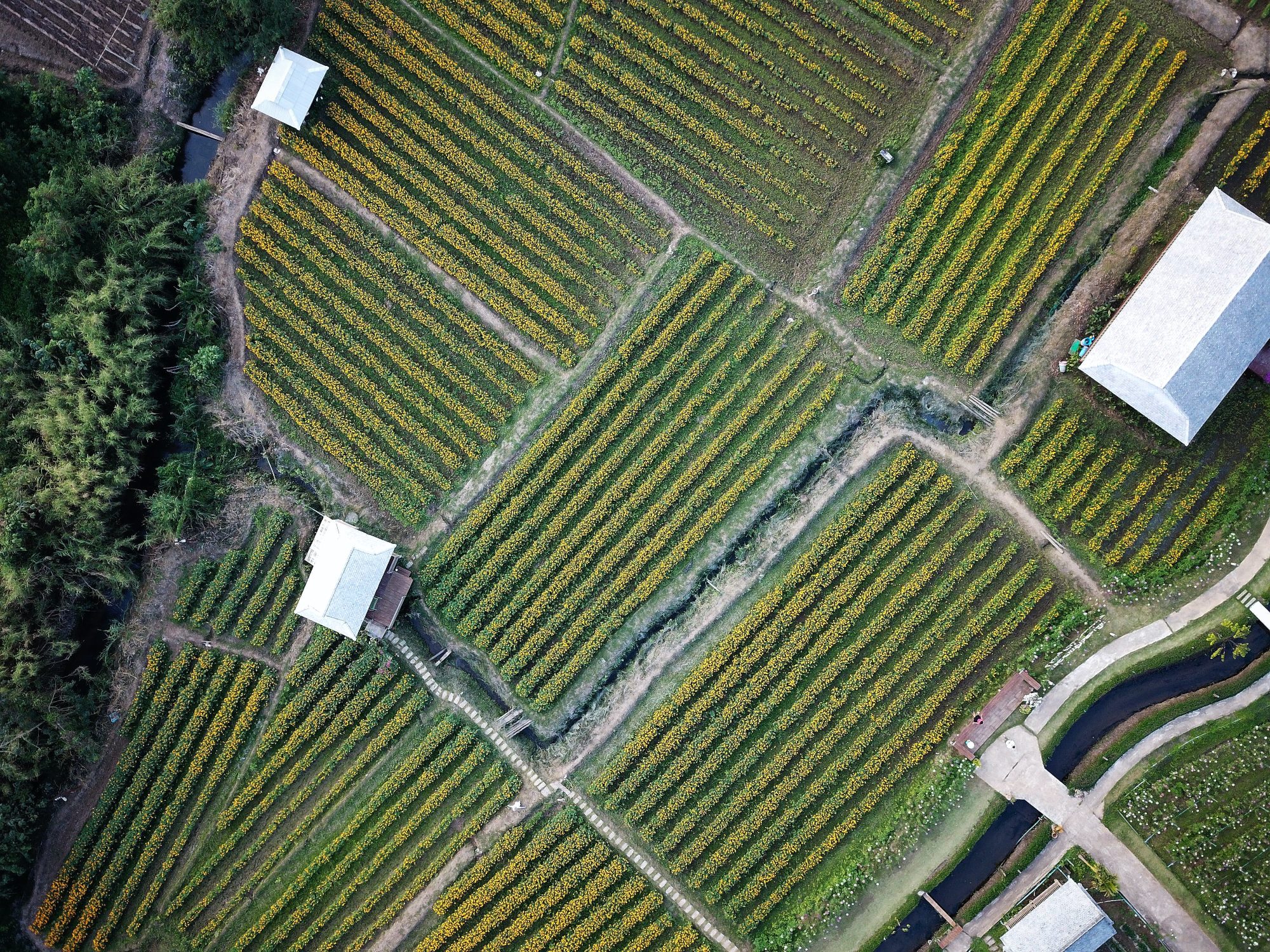 Global Alliance for Improved Nutrition: Nutritious Foods Financing Facility Strategy